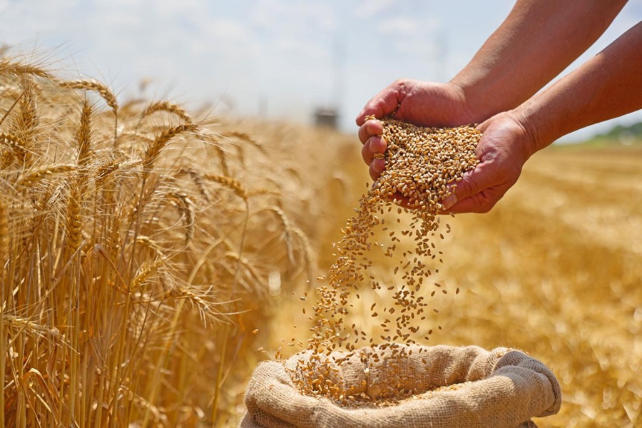 Grains