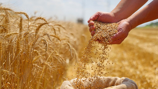 Grains & Seeds