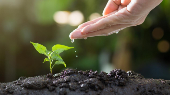 Fertilizers & Plant Nutrition